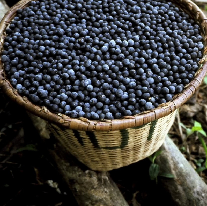 FSS Phyto-Biotics Acai®